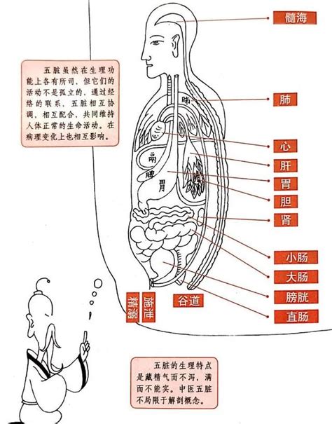 五臟位置|五臟六腑